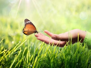 butterfly-172501724